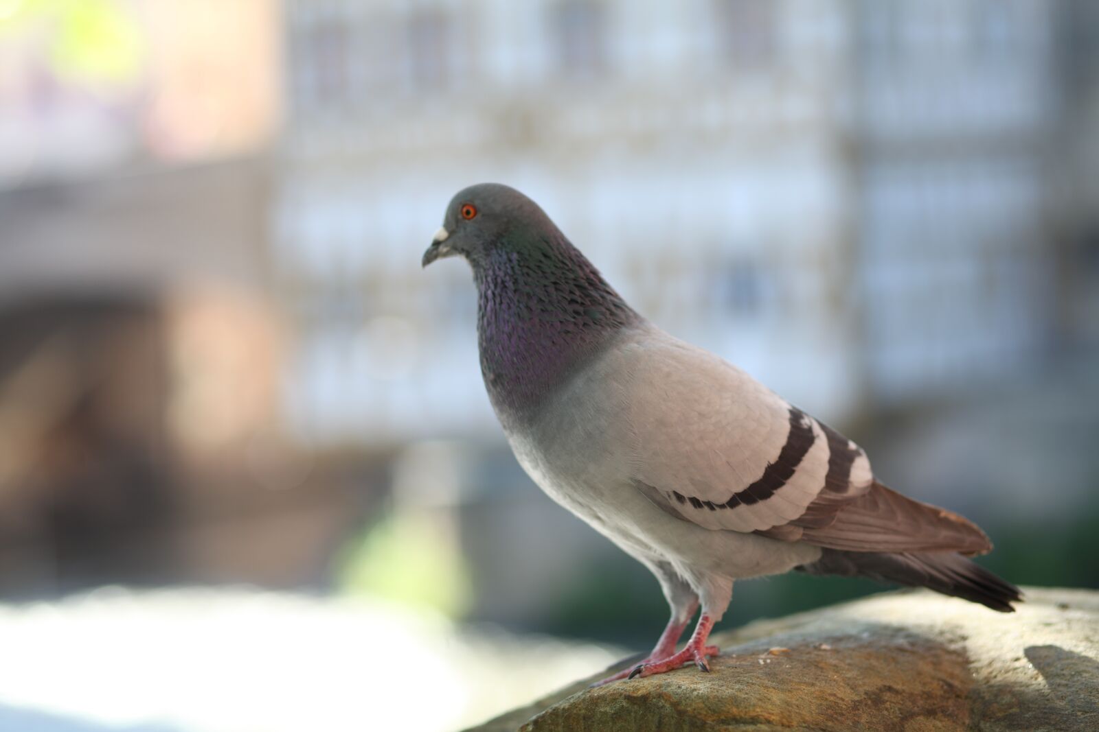 Canon EOS 5D Mark II sample photo. Dove, bird, animal photography