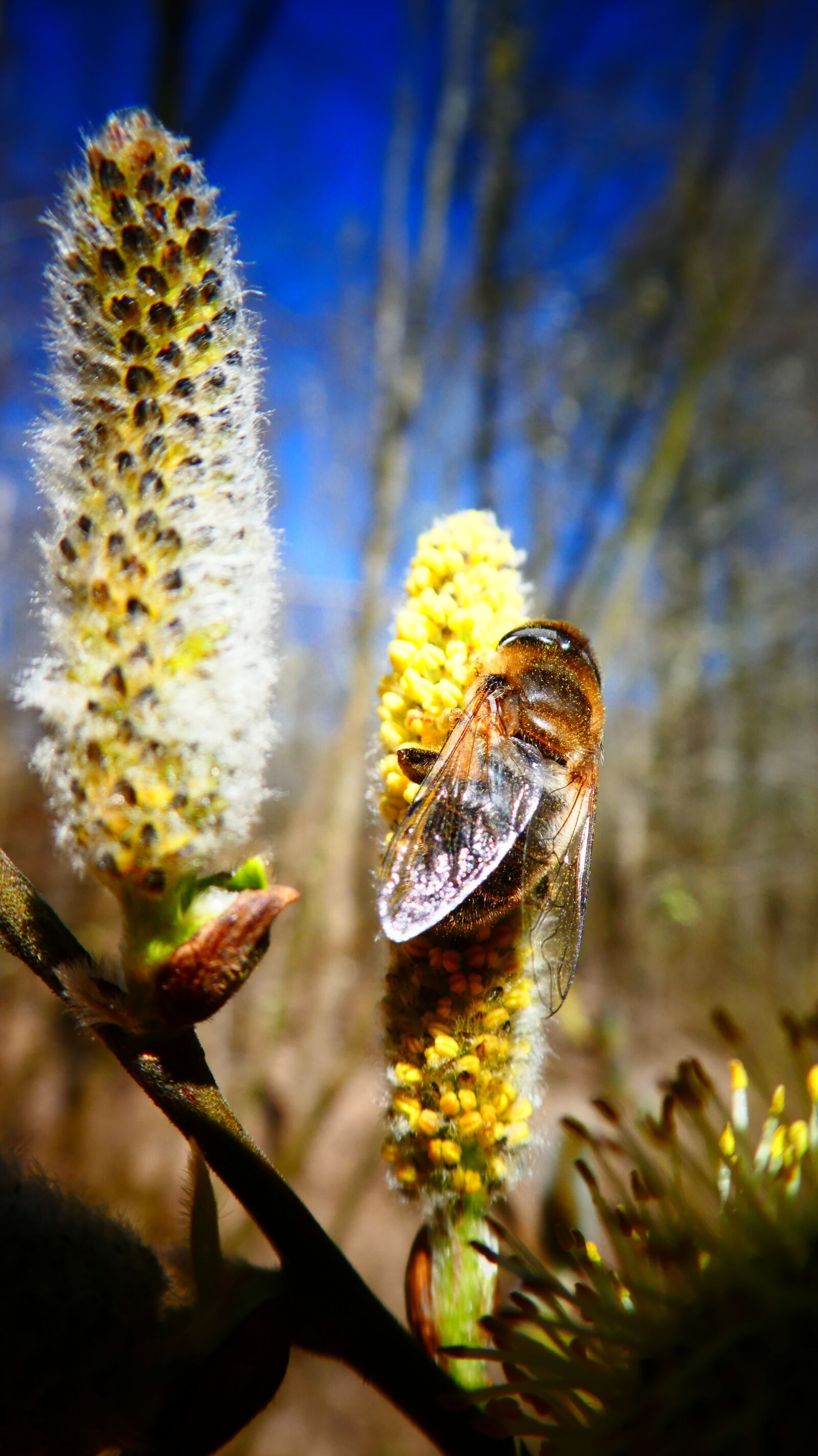 Panasonic DMC-TZ81 sample photo. Bee, nature, close up photography