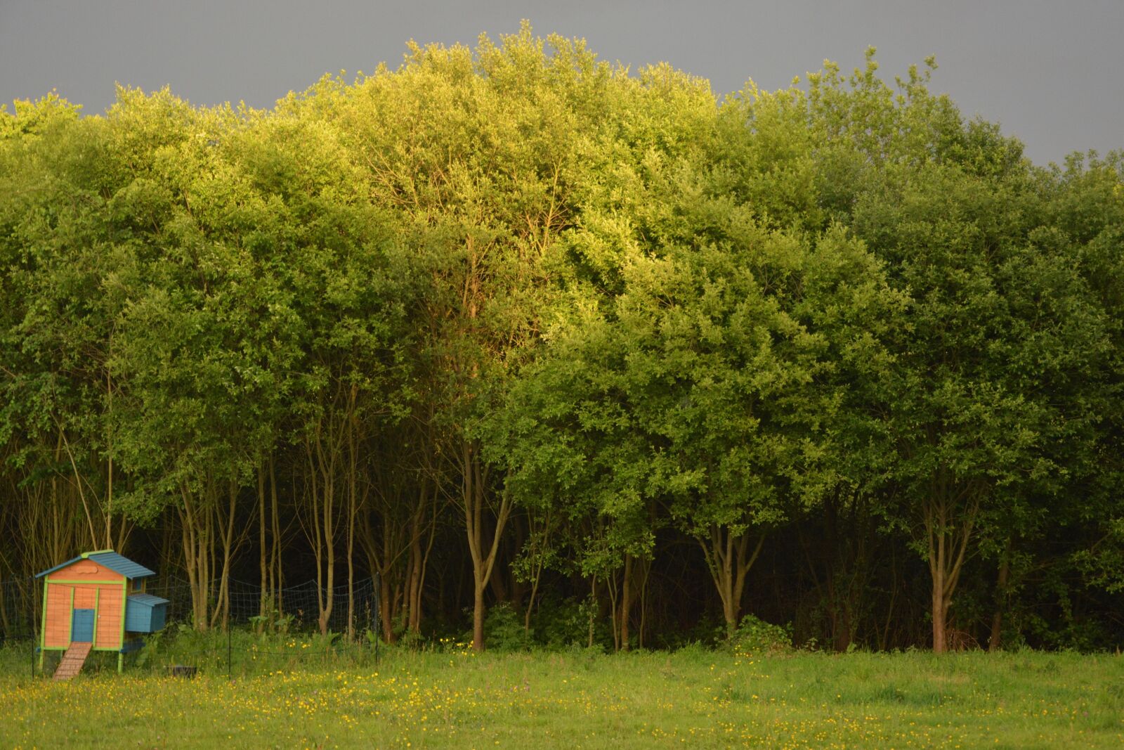 Nikon D5200 sample photo. Trees, landscape stormy, storm photography
