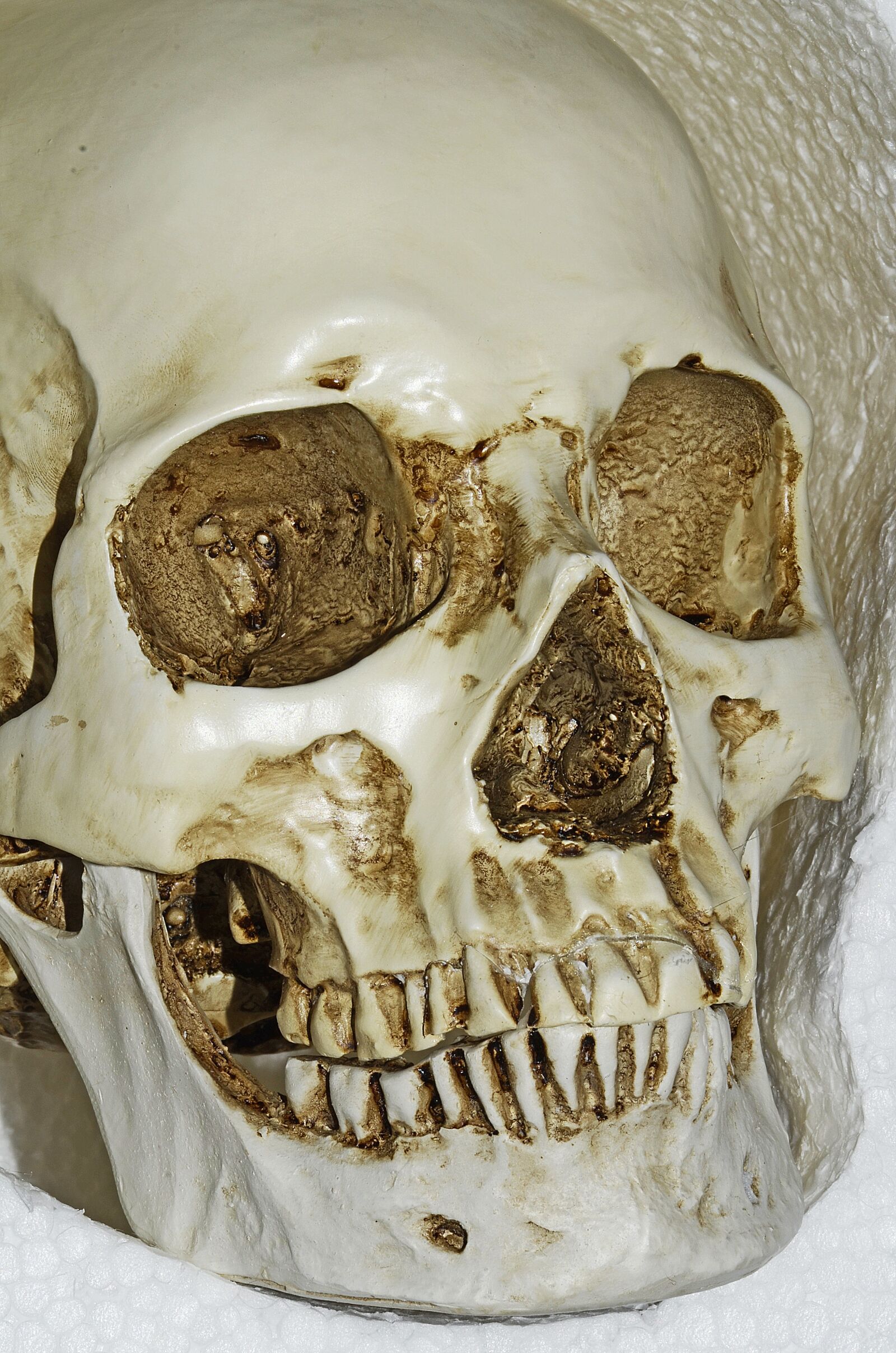 Nikon D7000 sample photo. Skull, bones, skeleton photography