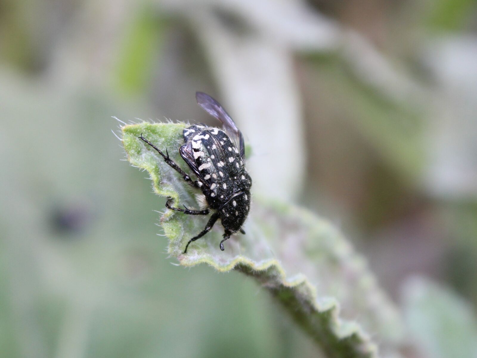 Canon EOS 600D (Rebel EOS T3i / EOS Kiss X5) sample photo. Leaf, black polka dots photography