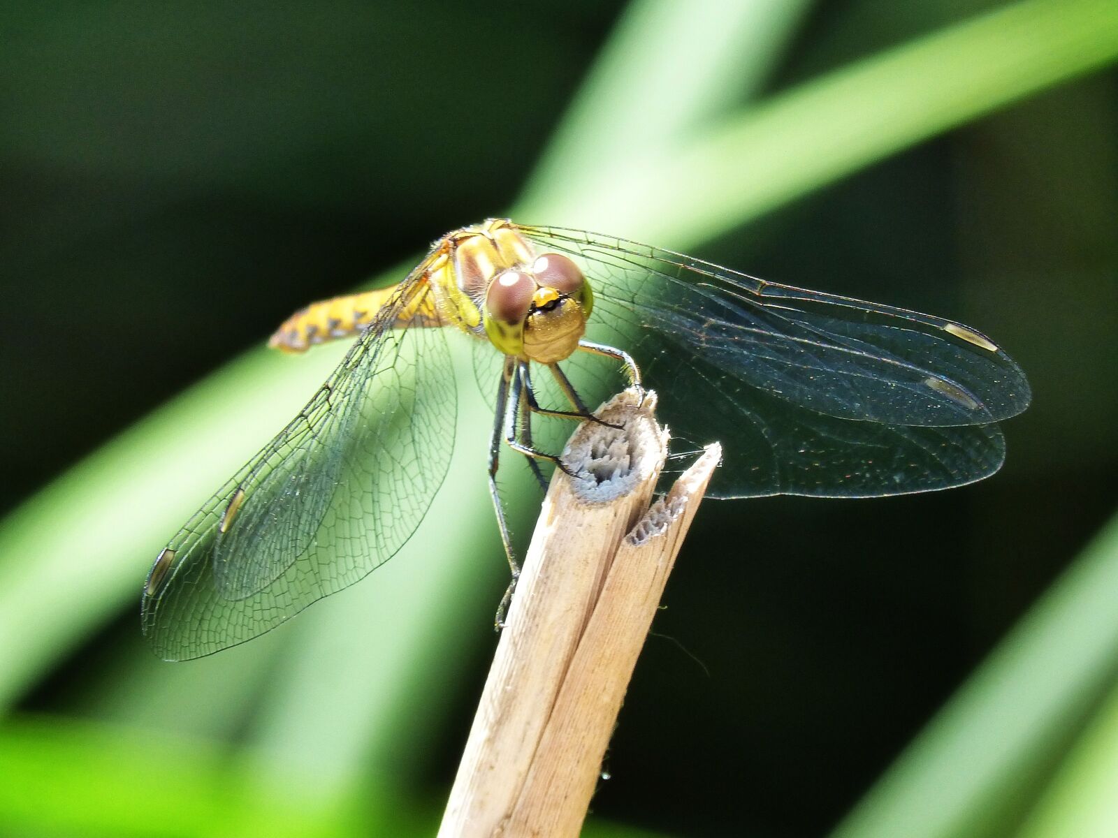 Panasonic DMC-FZ62 sample photo. Dragonfly, yellow dragonfly, cordulegaster photography