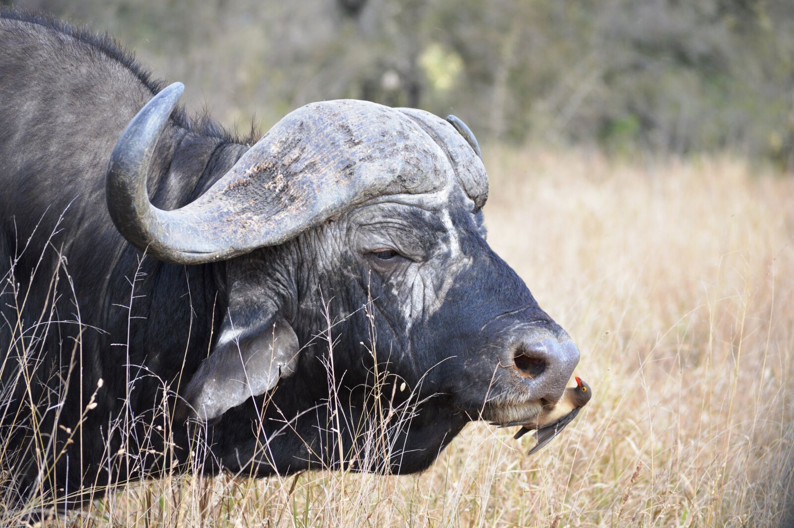 Nikon D3200 sample photo. Buffalo, south africa, kruger photography