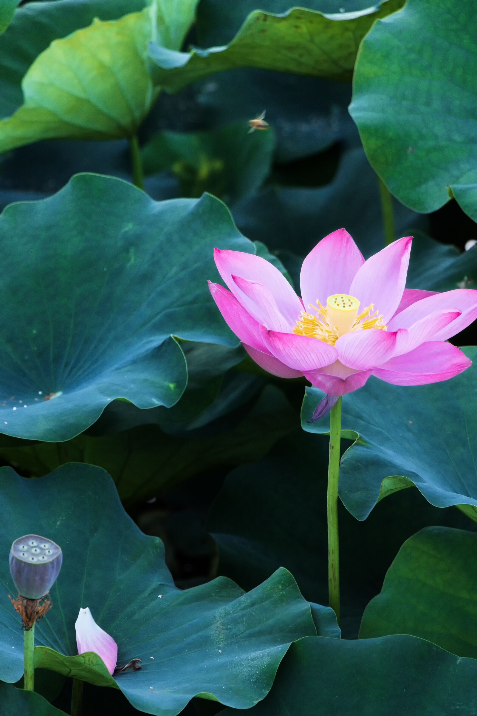 Canon EOS 77D (EOS 9000D / EOS 770D) sample photo. Lotus, lotus root, flower photography