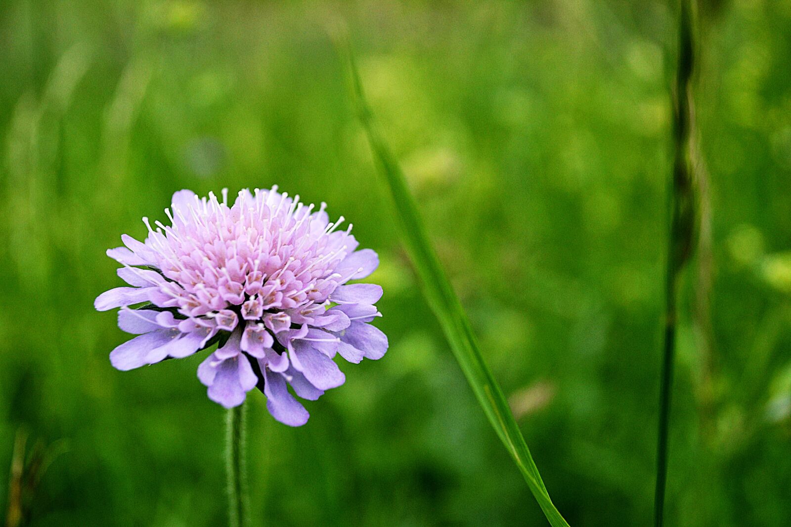 Nikon D3100 sample photo. Violet, flower, nature photography