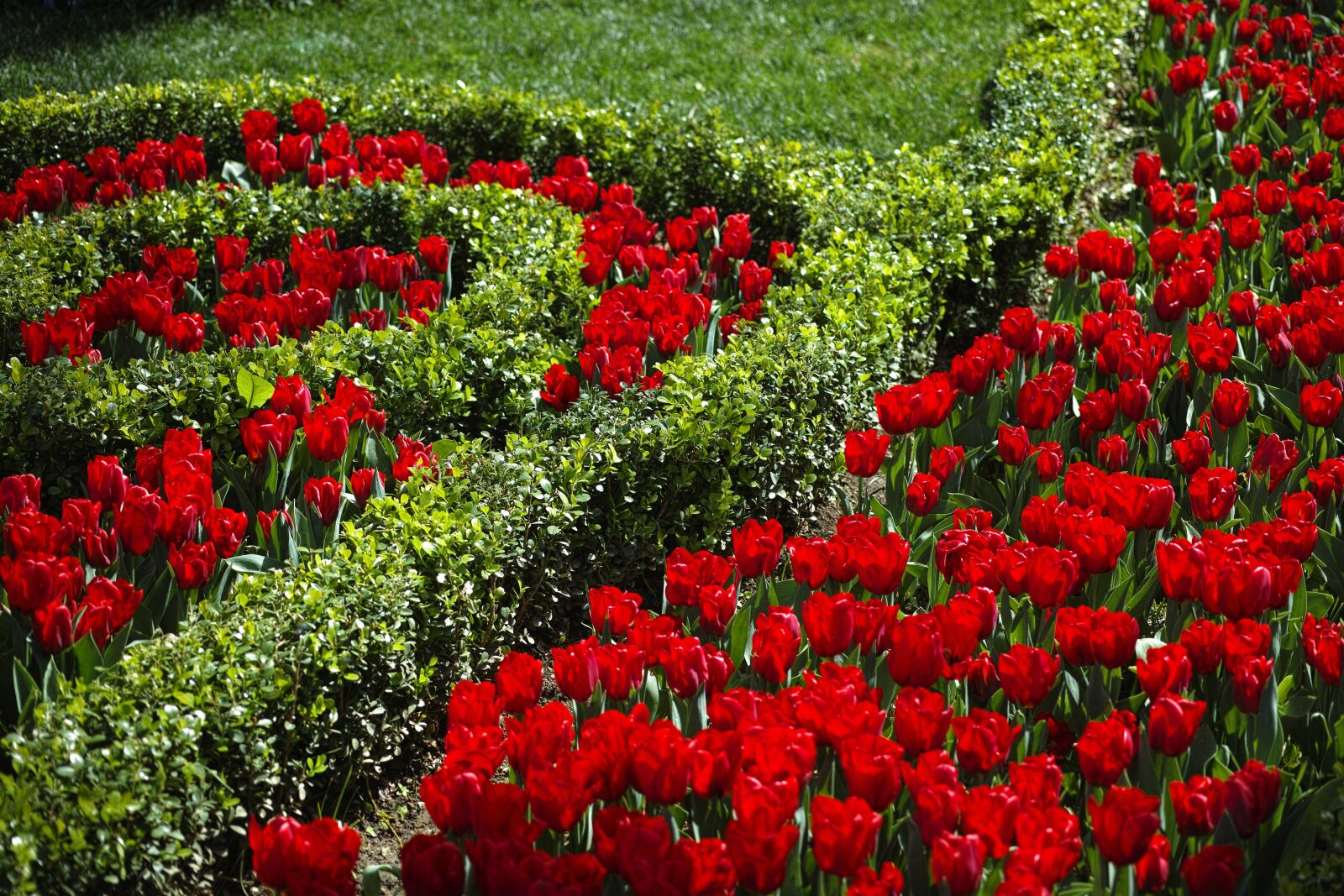 Sigma DP3 Merrill sample photo. Flower, red, green photography