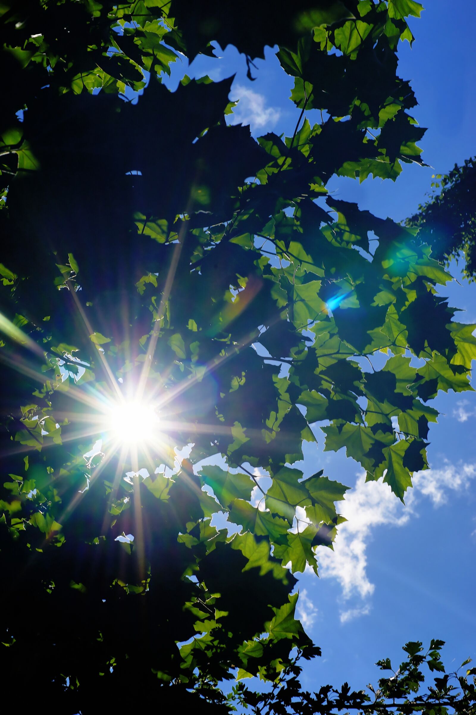 Sony a99 II sample photo. Tree, leaves, sky photography