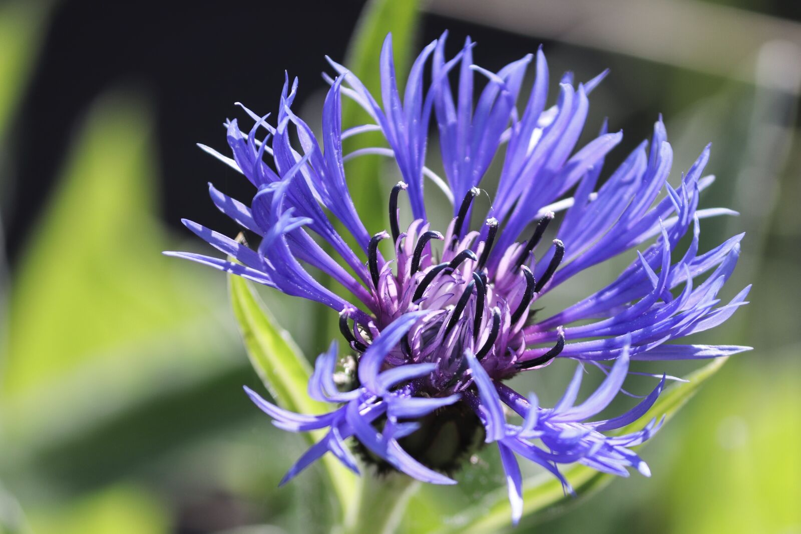 Canon EOS 200D (EOS Rebel SL2 / EOS Kiss X9) sample photo. Cornflower, cyanus segetum, blue photography