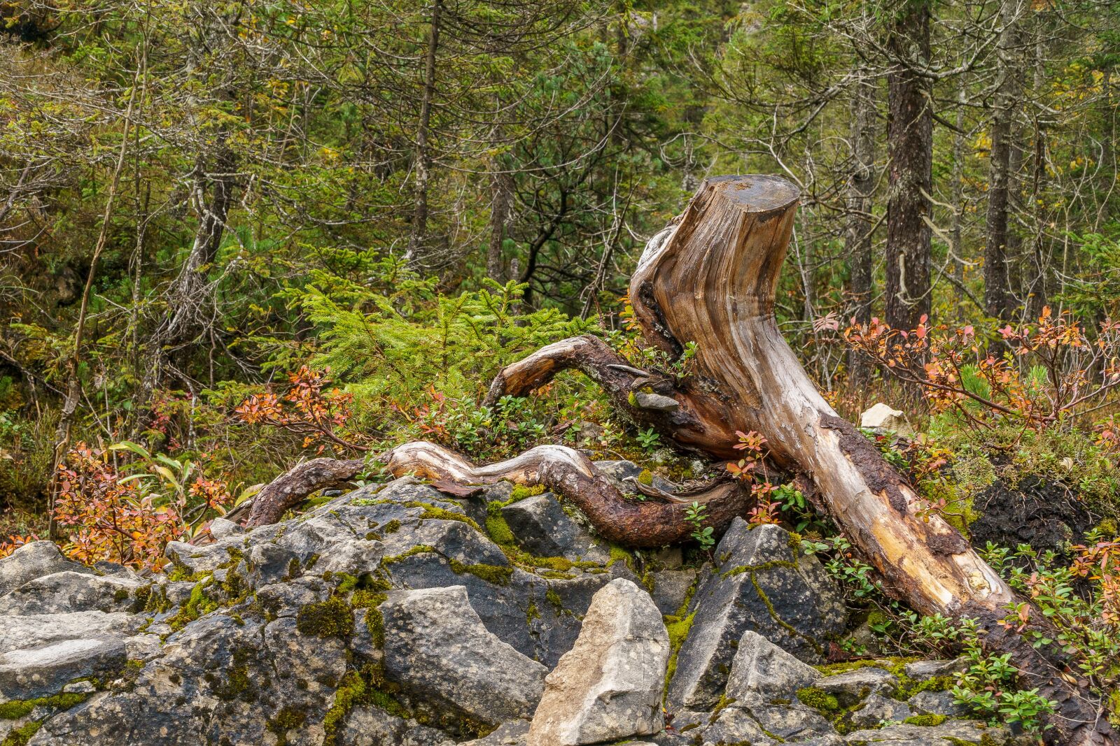 Sony a6000 + Sony E PZ 18-105mm F4 G OSS sample photo. Kleinwalsertal, ifen, forest photography