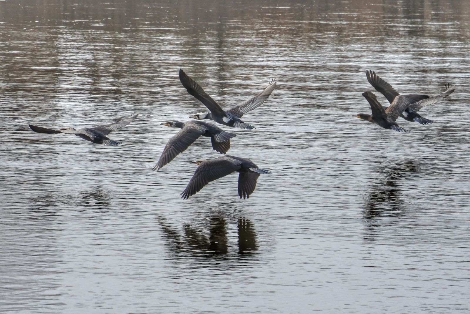 Nikon 1 Nikkor VR 30-110mm F3.8-5.6 sample photo. Animal, river, cormorant photography