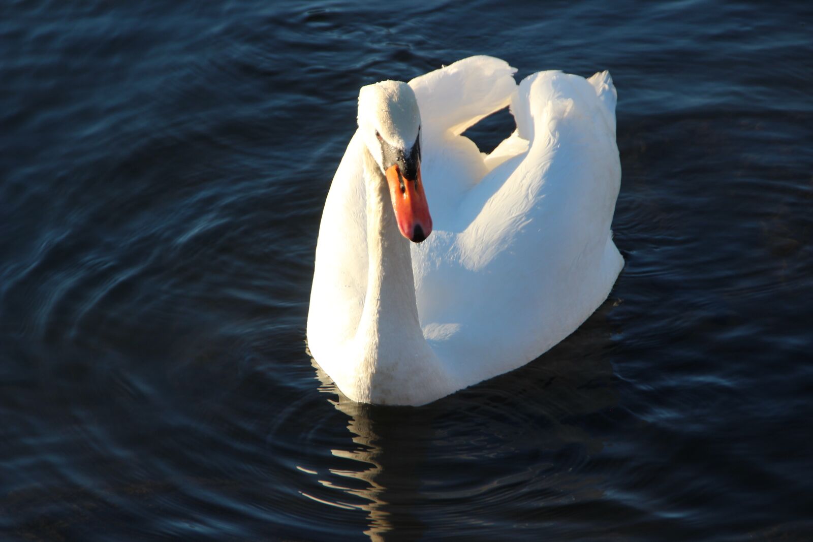Canon EOS 600D (Rebel EOS T3i / EOS Kiss X5) sample photo. Swan, males, balz photography