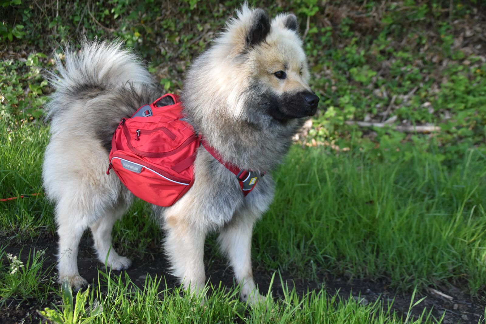 Nikon D5600 sample photo. Dog, dog eurasier, dog photography