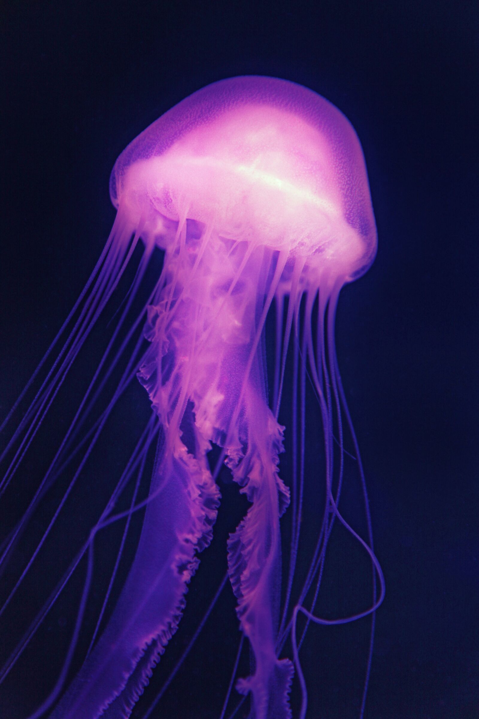Canon EOS 5D Mark II sample photo. Purple, pink, jellyfish photography