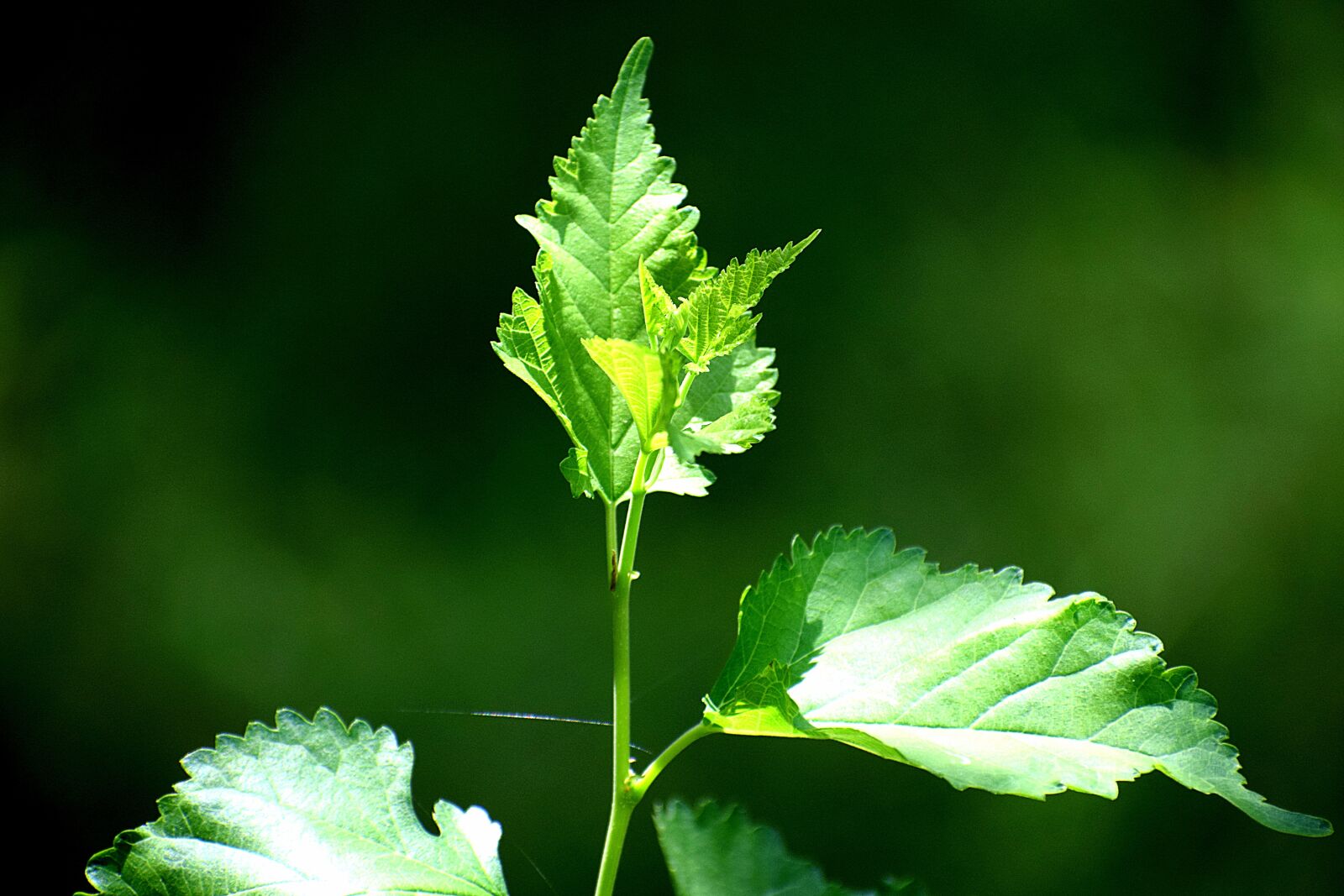 Nikon D3300 sample photo. Plants, nature, green photography