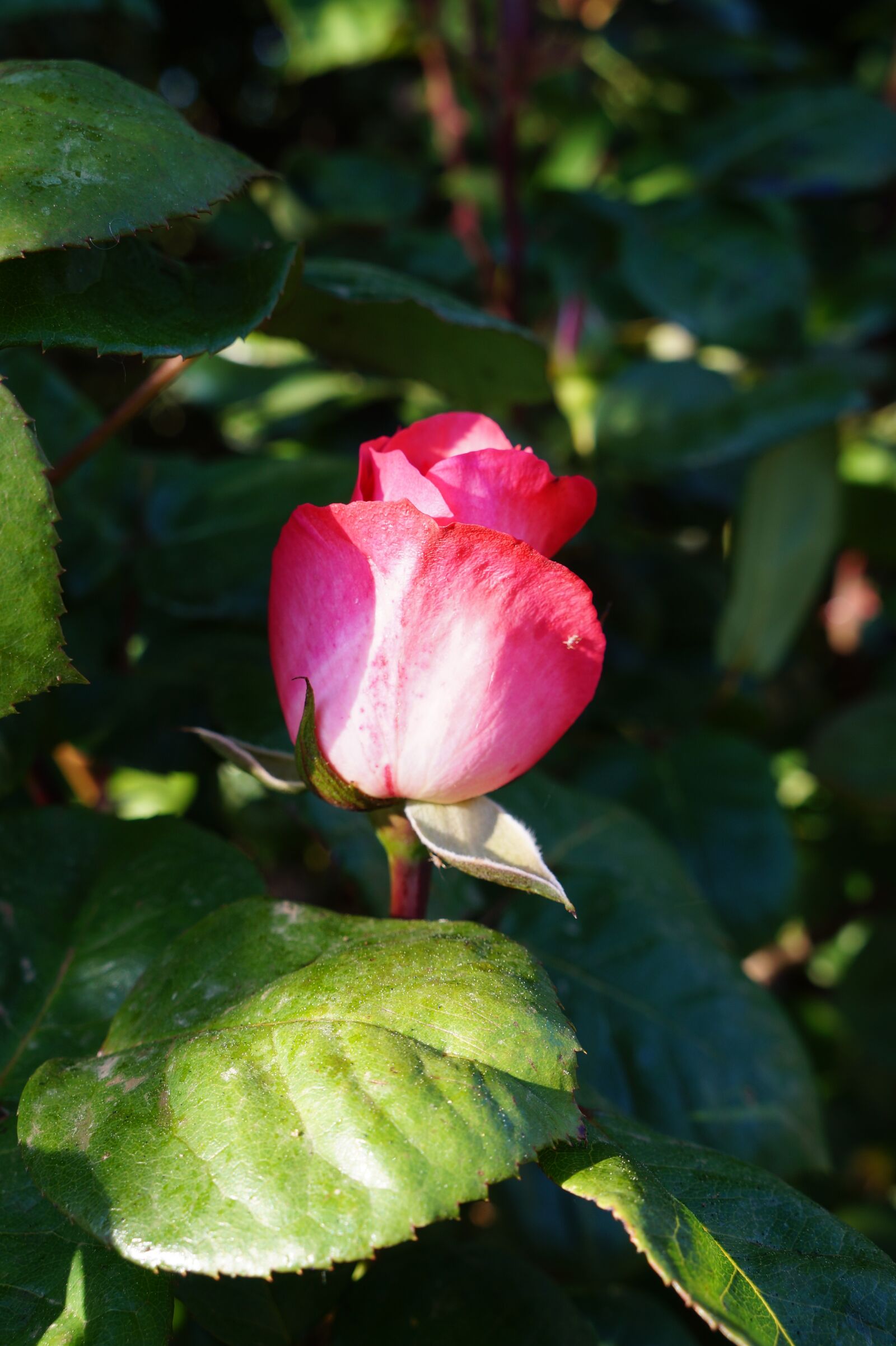 Sony Alpha a3000 sample photo. Pink, roses, bloom photography