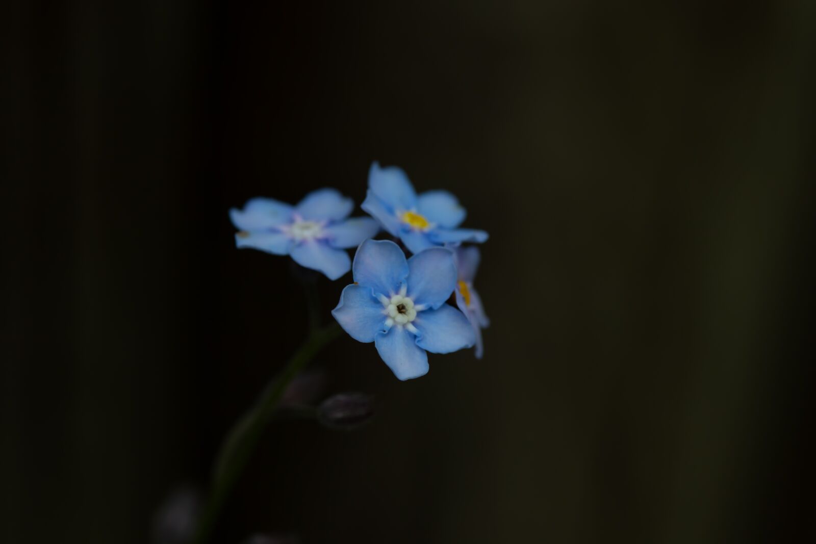 Canon EF-S 60mm F2.8 Macro USM sample photo. Forget me not, flower photography