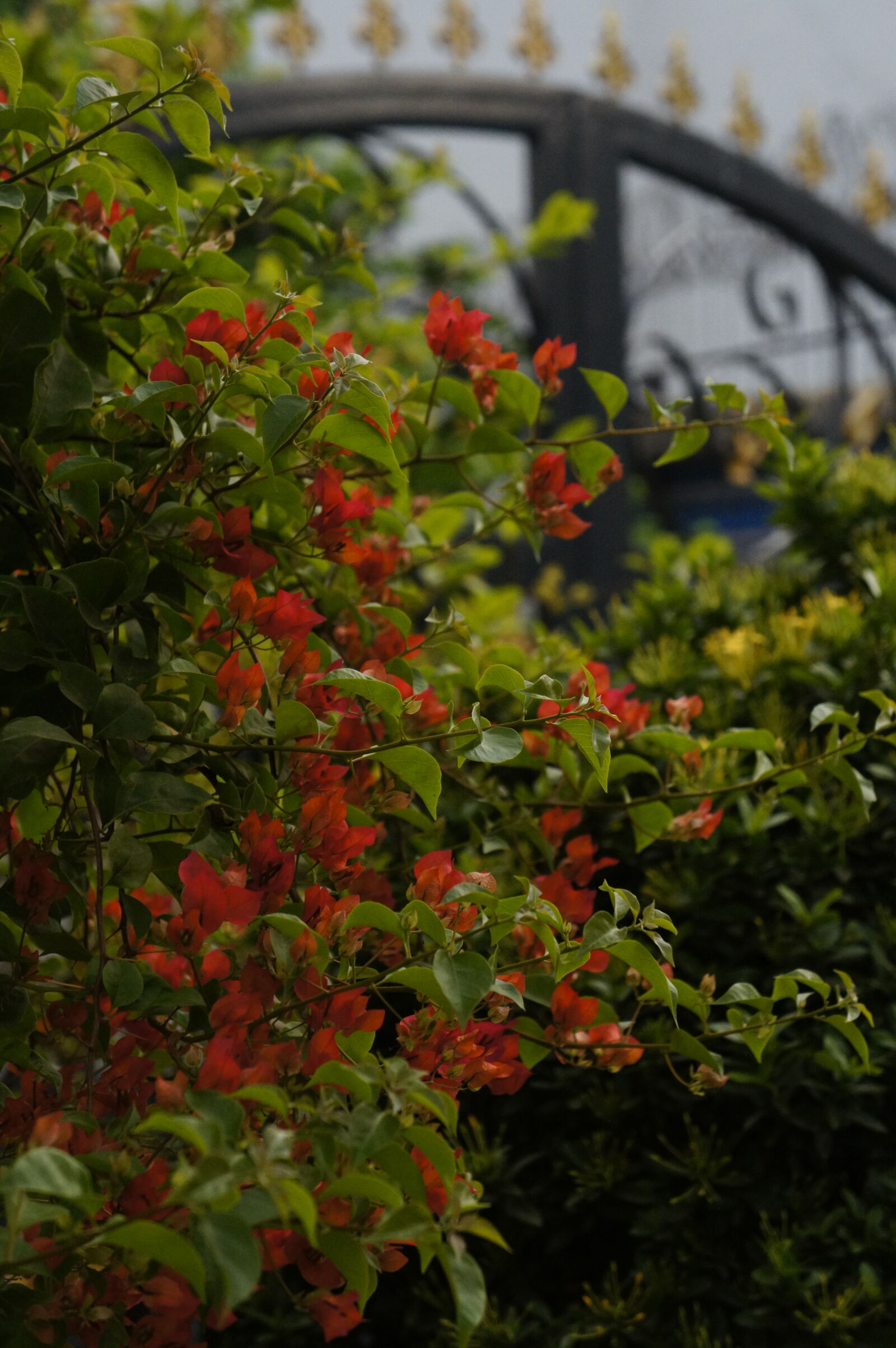 Sony E 18-55mm F3.5-5.6 OSS sample photo. Flowers photography