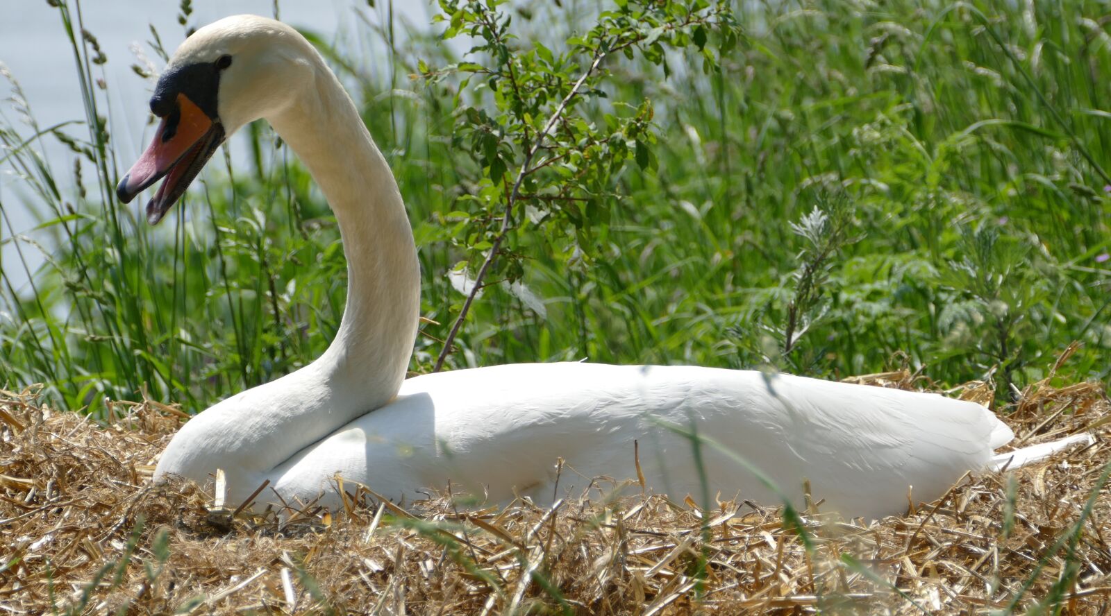 Panasonic Lumix DMC-FZ1000 sample photo. Swan, breed, swan's nest photography