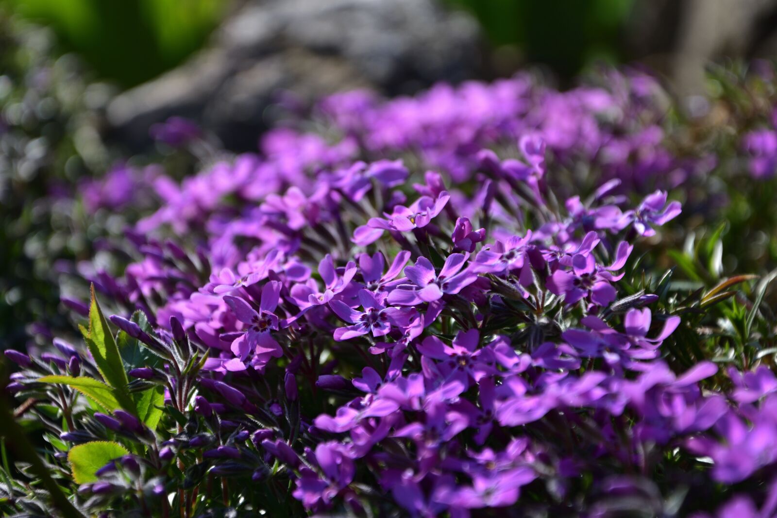 Nikon D3400 sample photo. Plamenka phlox, spring, rock photography