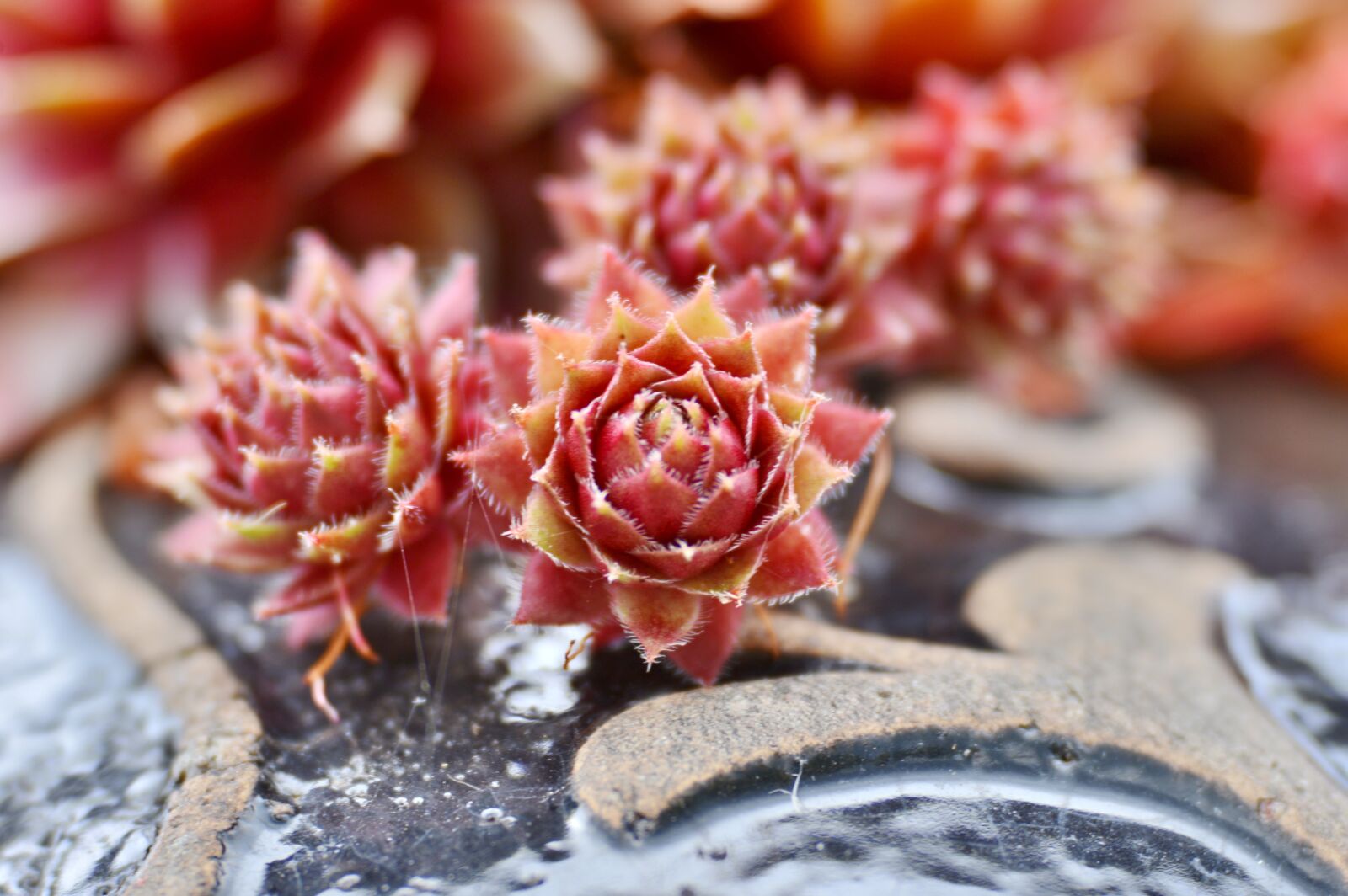 Nikon D600 sample photo. Vetplantjes, bloom, flora photography