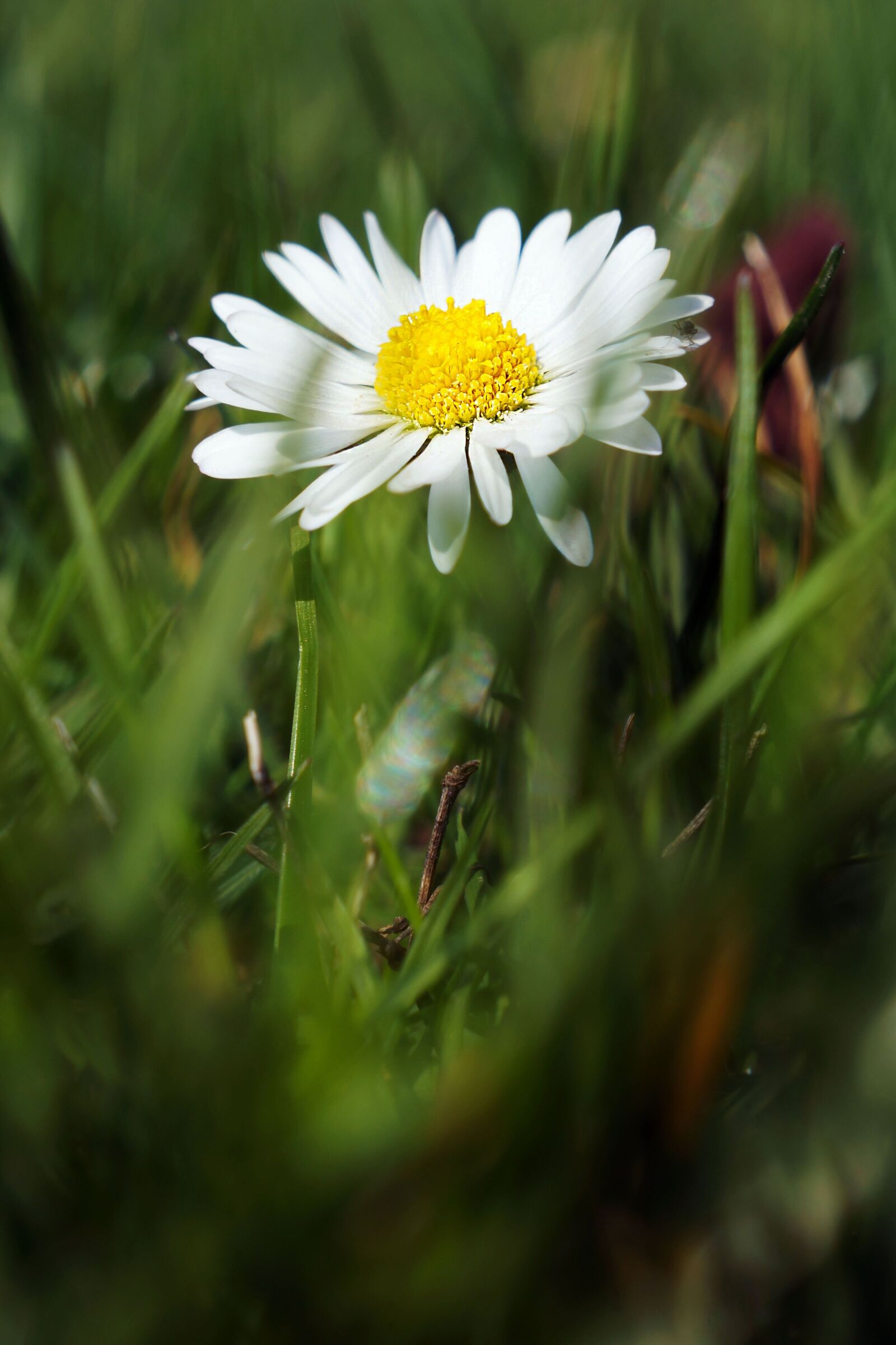 Sony Alpha NEX-5N + Sony E 18-55mm F3.5-5.6 OSS sample photo. Daisy, flower, flower meadow photography