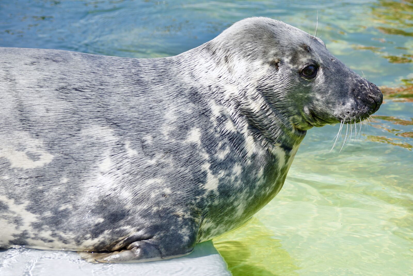 Sony DT 55-300mm F4.5-5.6 SAM sample photo. Seal, aquarium, water photography