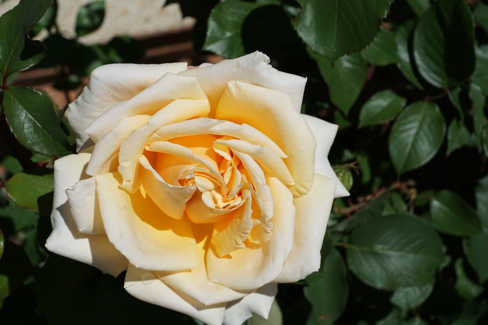 Sony ILCA-77M2 + Sony DT 16-50mm F2.8 SSM sample photo. Rose, yellow, love photography