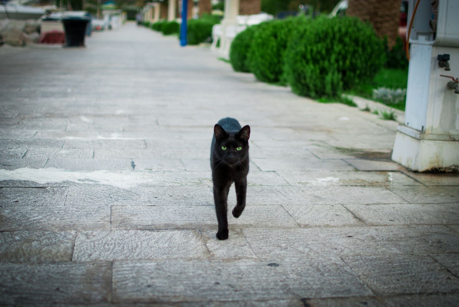 Nikon D60 sample photo. Cat, croatia, black photography