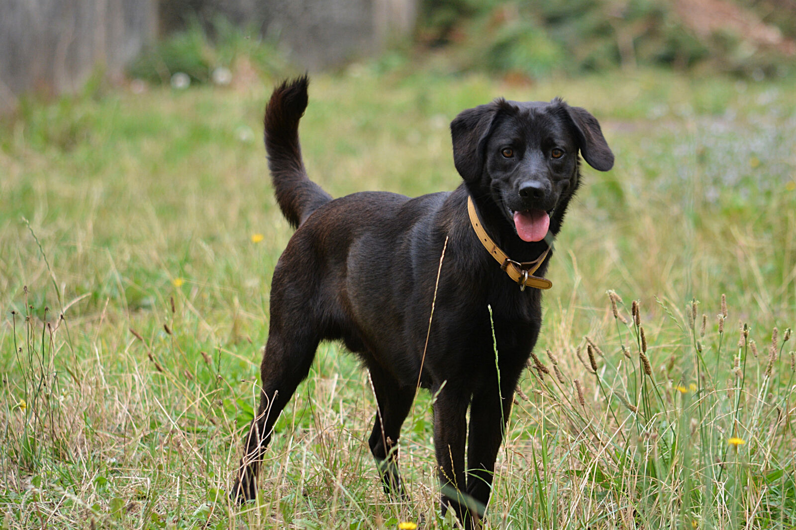 Nikon D5200 sample photo. Animal, domestique, animalier, canin photography