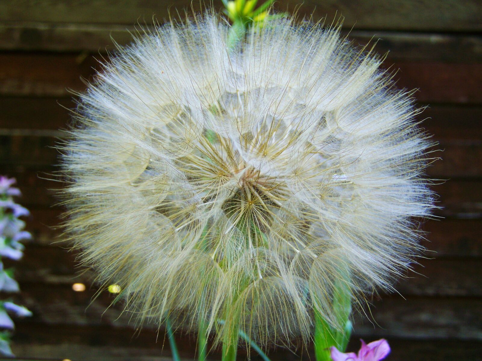 Kodak EASYSHARE ZD710 ZOOM DIGITAL CAMERA sample photo. Core flower save, flower photography