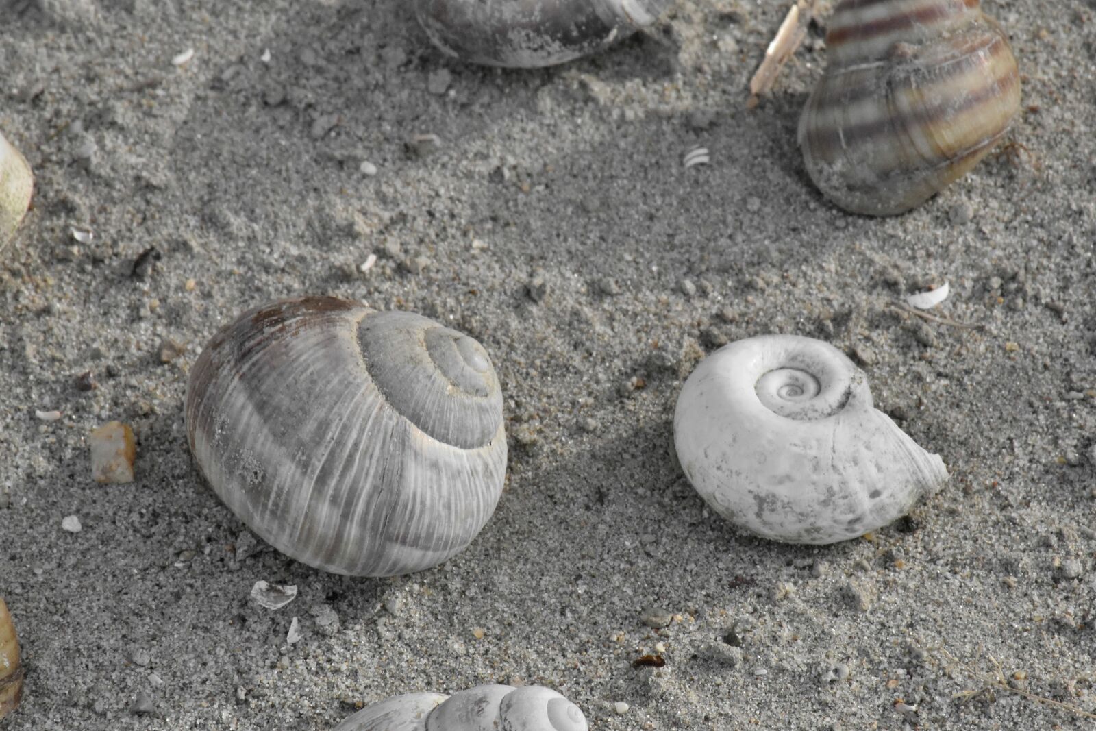 Nikon D5500 sample photo. Seashell, shell, seashore, nature photography