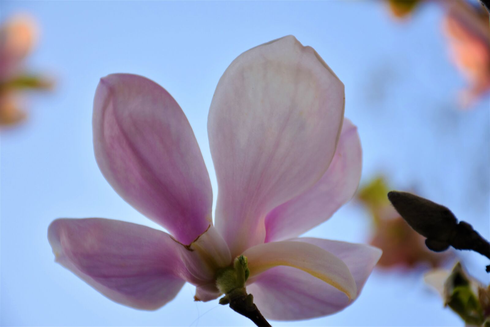 Nikon D5600 sample photo. Violet magnolia, plant, spring photography