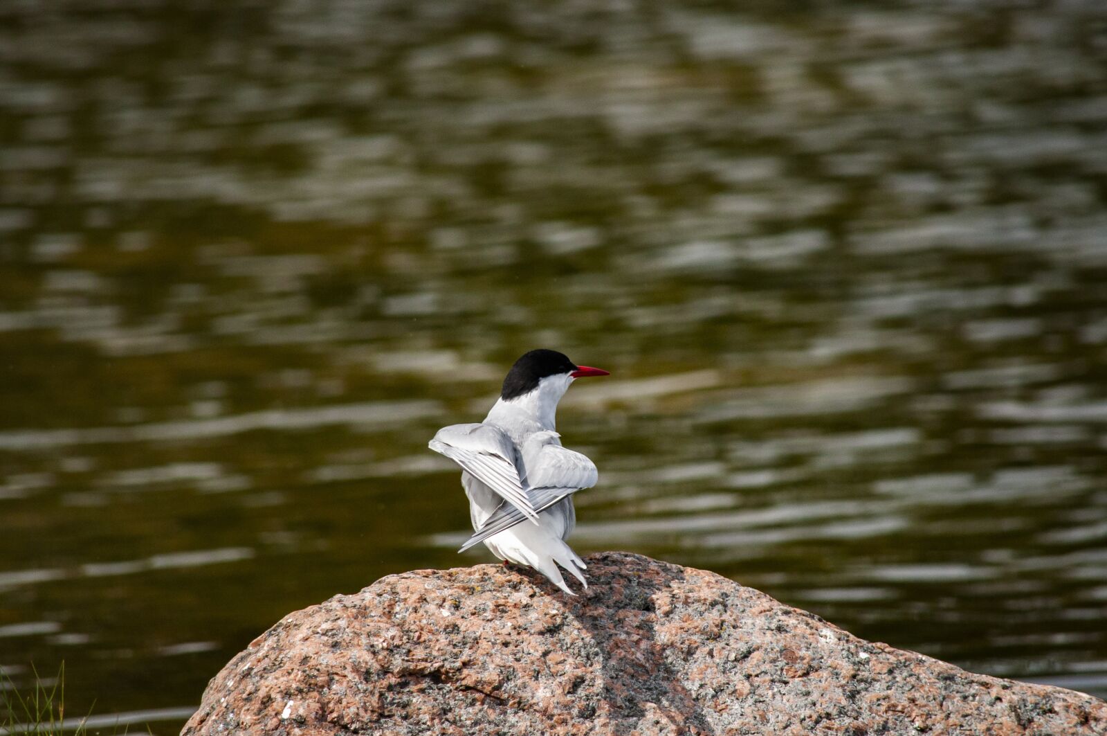 Nikon D5000 sample photo. Common tern, bird, animal photography