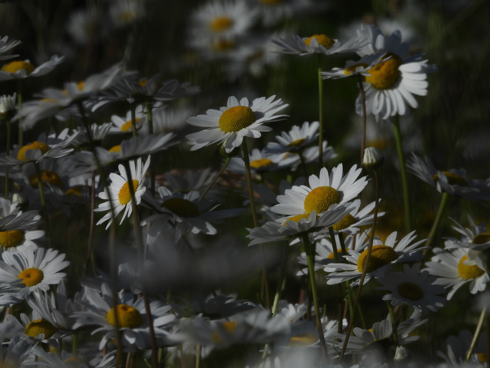 Nikon Coolpix P1000 sample photo. White, flowers, flora photography