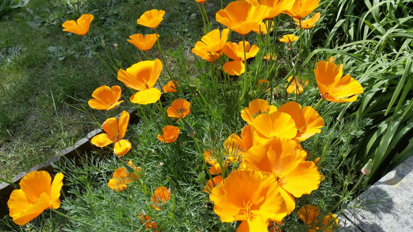 Samsung Galaxy S5 sample photo. California poppy, flowers, border photography