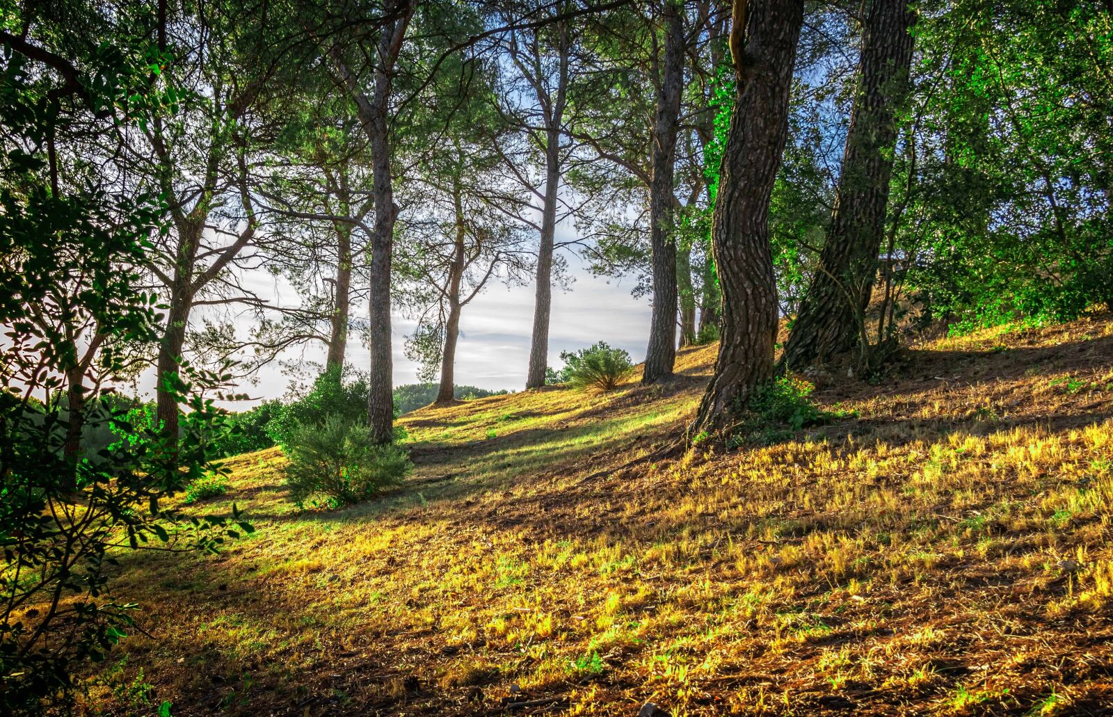 Nikon D3300 sample photo. Landscape, nature, tree, hill photography