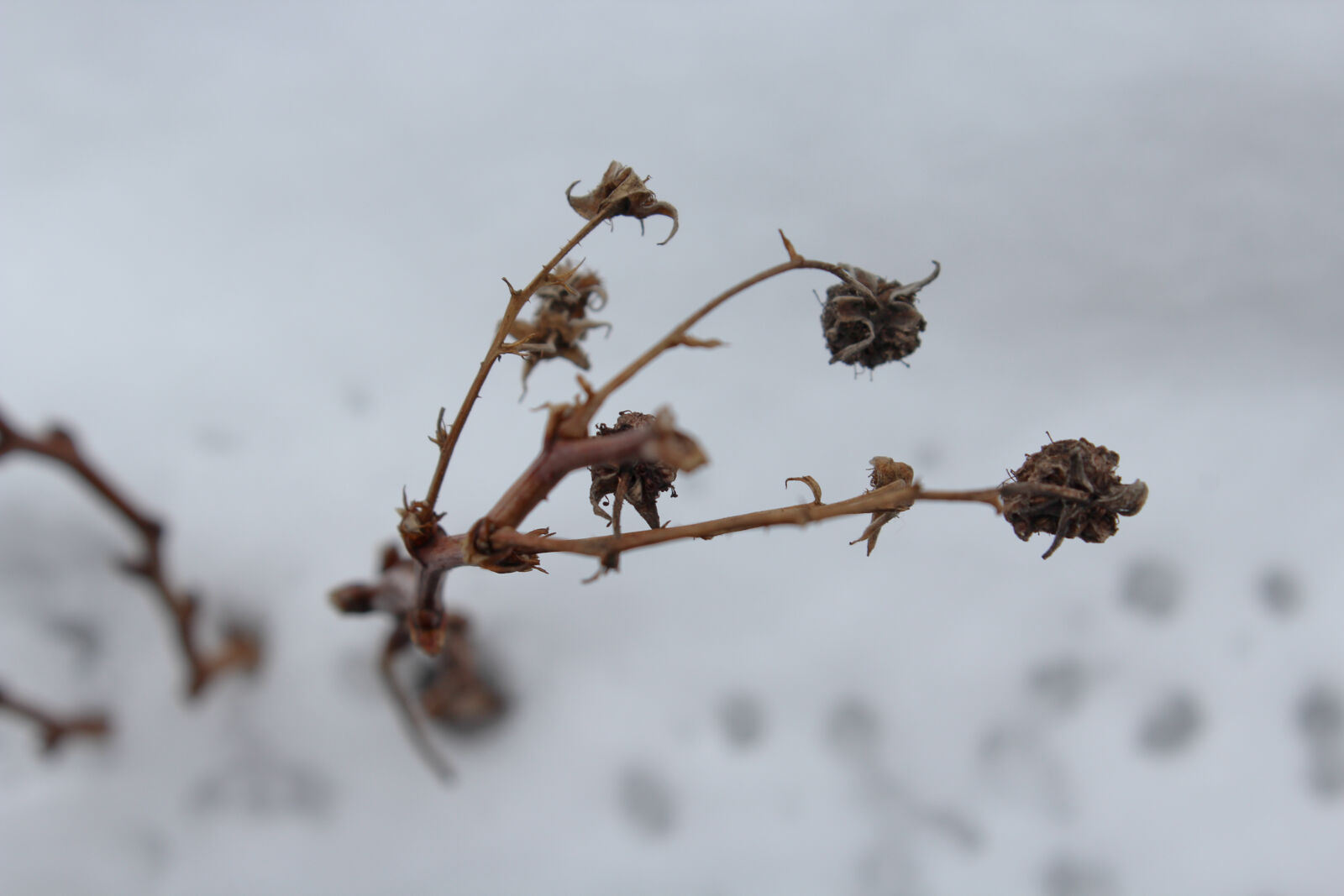 Canon EOS 1200D (EOS Rebel T5 / EOS Kiss X70 / EOS Hi) sample photo. Cold, flower, winter photography