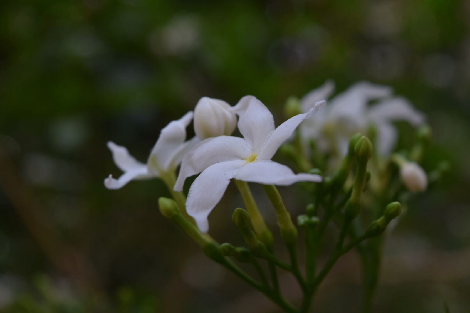 Nikon D3300 sample photo. White flower, pure, garden photography