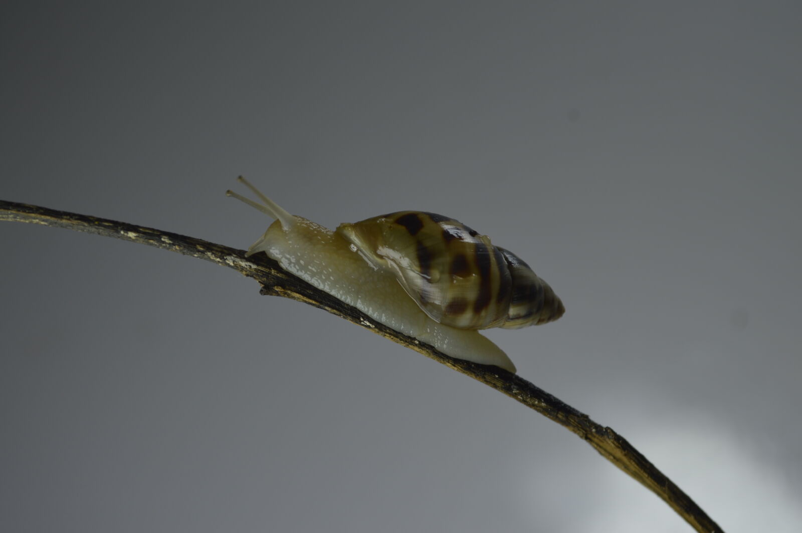 Nikon D3200 sample photo. Slug, nature, animal, wildlife photography