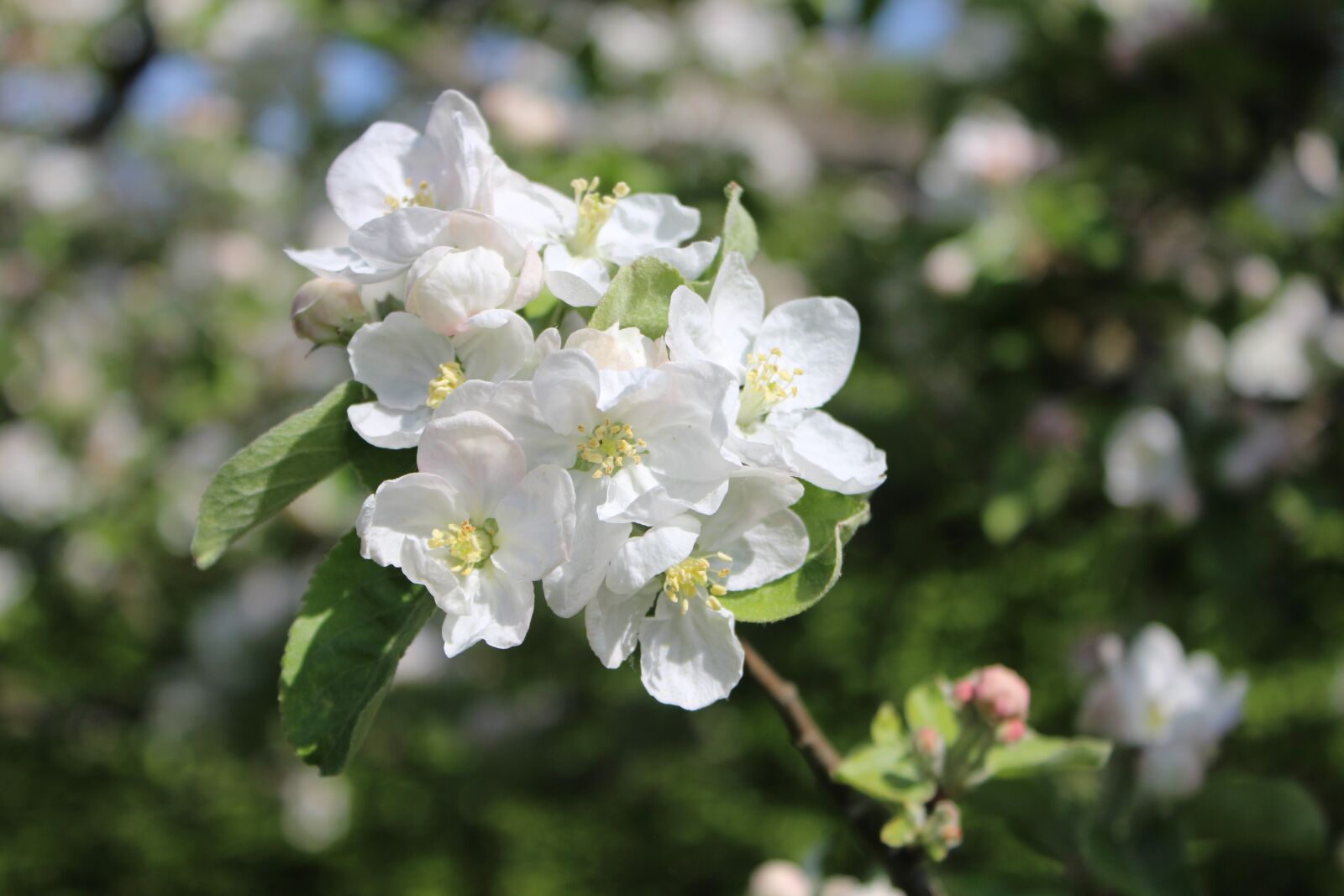 Canon EOS 600D (Rebel EOS T3i / EOS Kiss X5) sample photo. Apple blossom, apple, tree photography