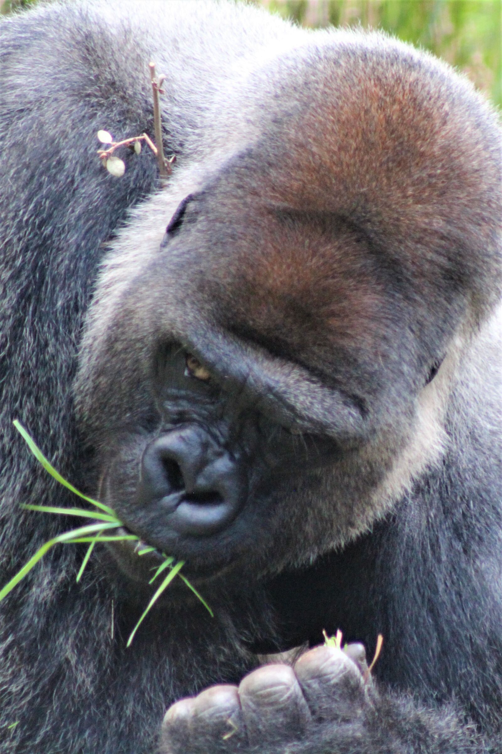 EF75-300mm f/4-5.6 sample photo. Gorilla, zoo, monkey photography