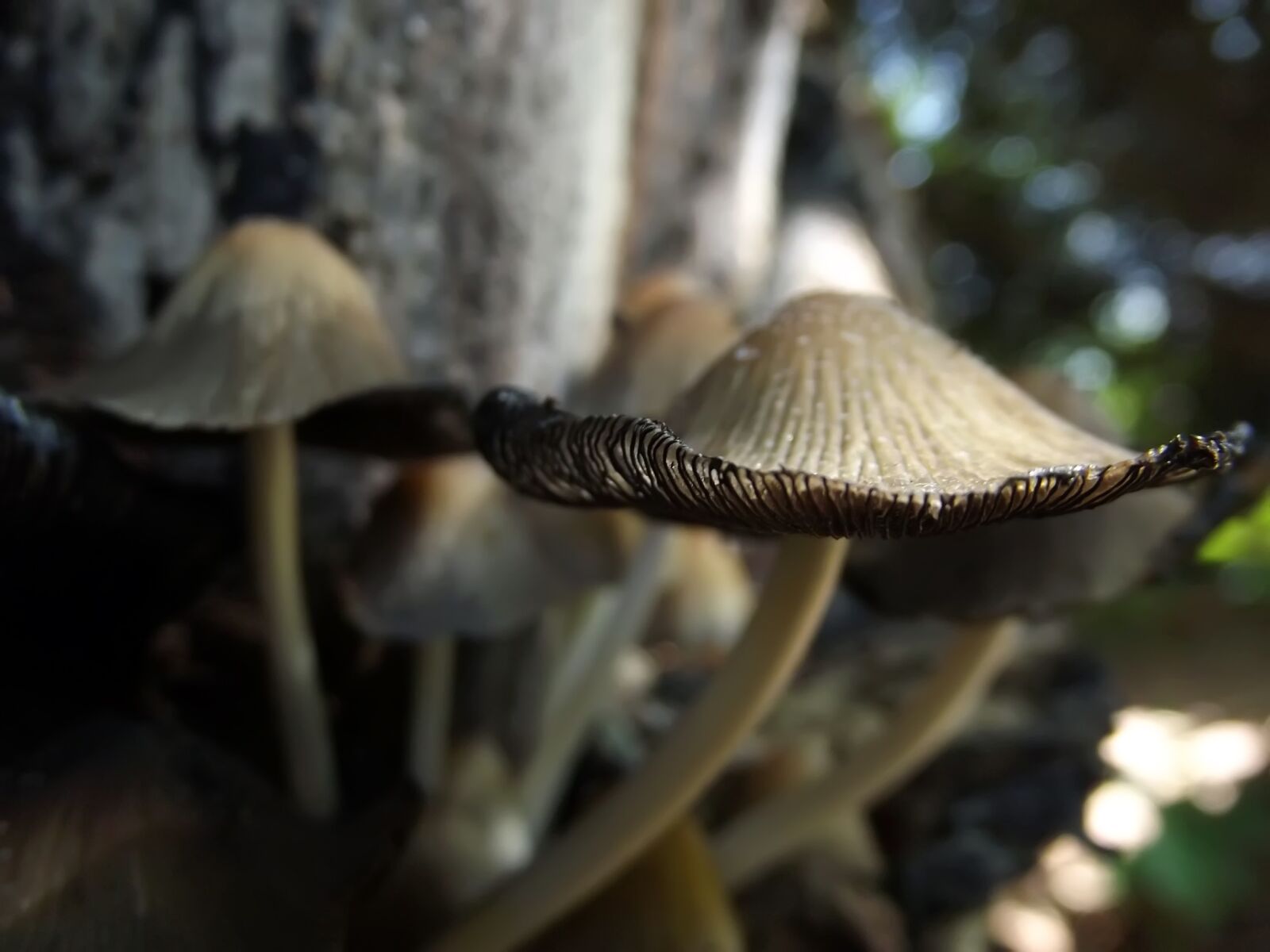Fujifilm FinePix S2960 sample photo. Mushrooms, fungi, tree photography