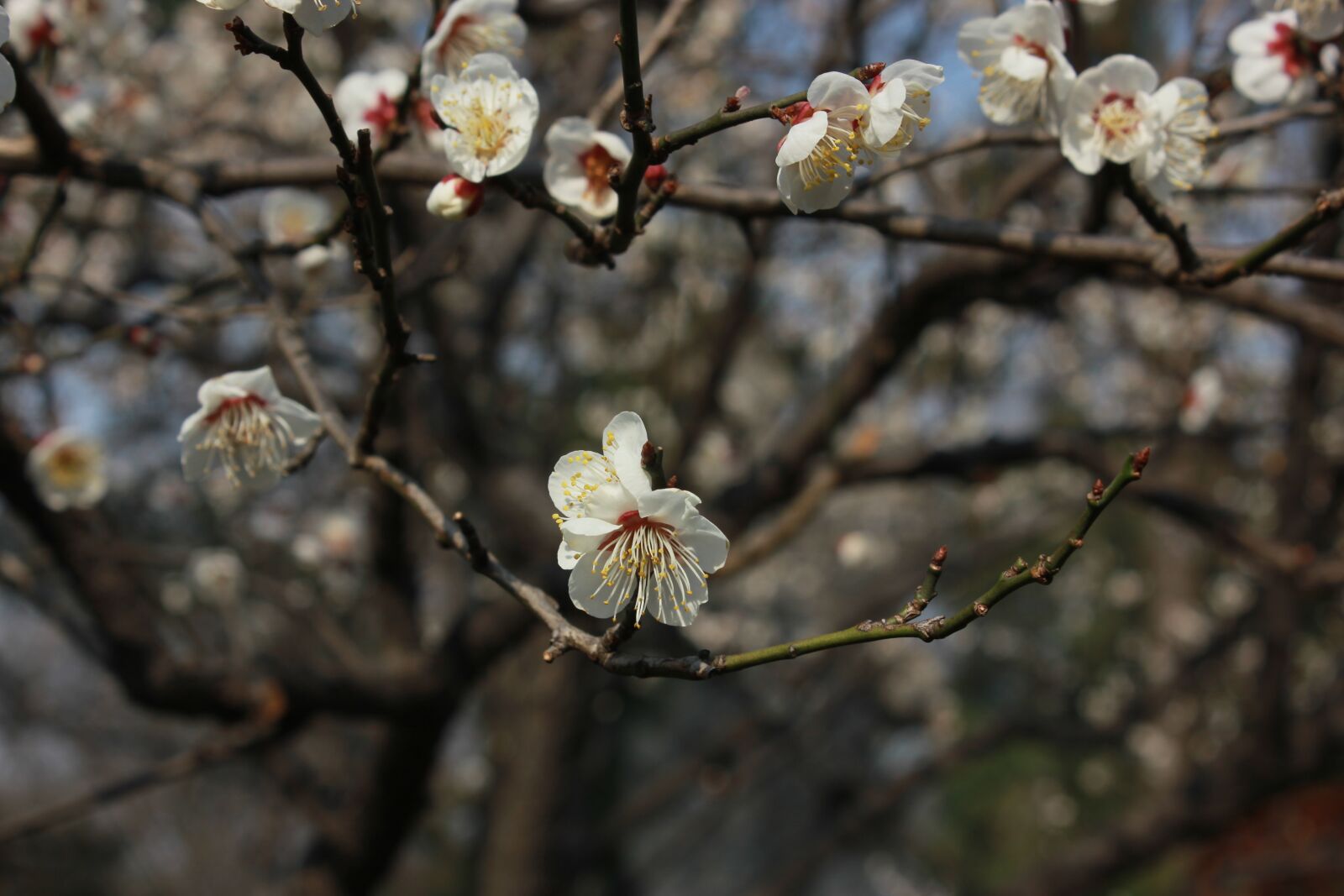 Canon EOS 550D (EOS Rebel T2i / EOS Kiss X4) sample photo. Flower, tree, artistic conception photography