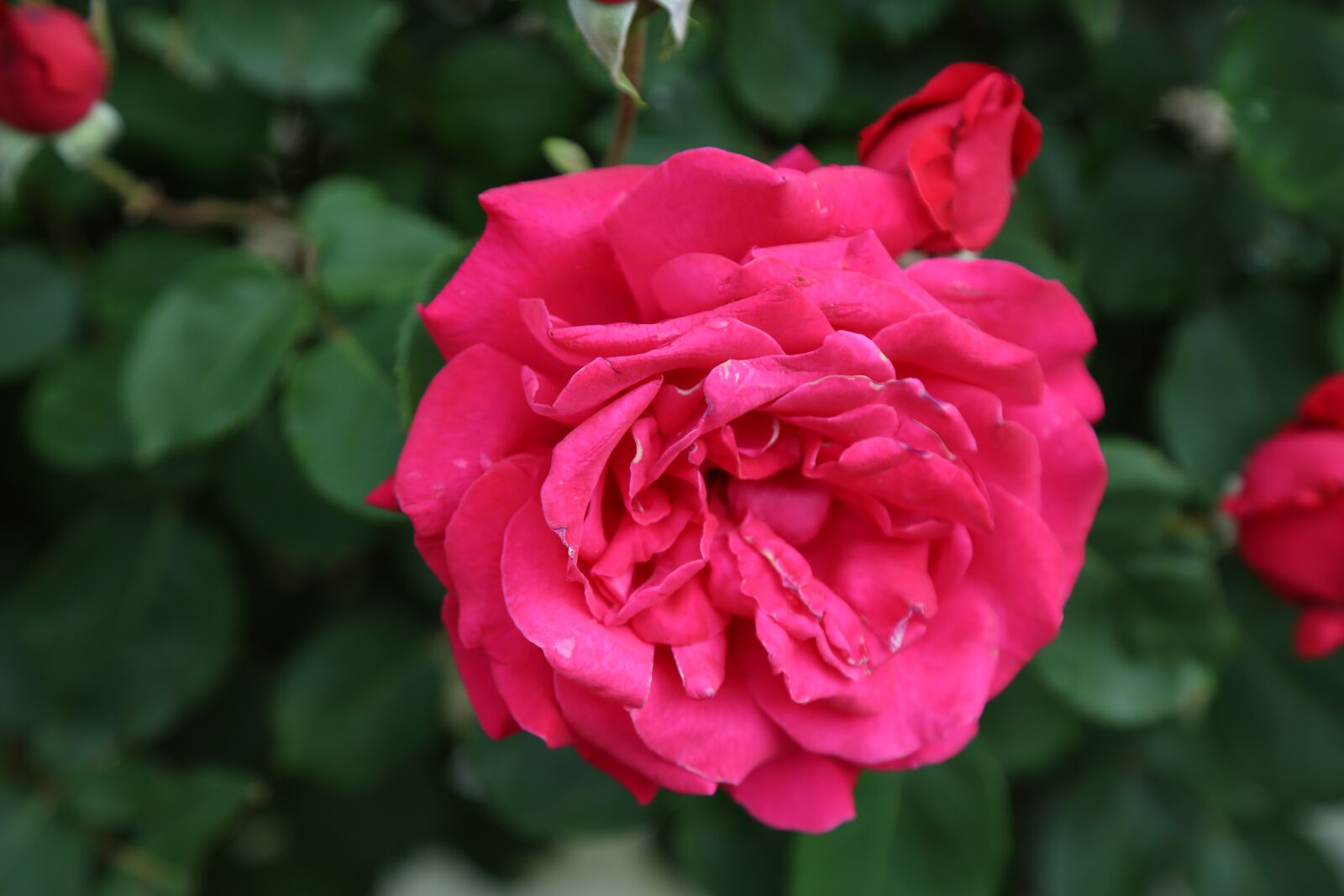 Canon EF 24-105mm F4L IS USM sample photo. Rose, nature, red photography
