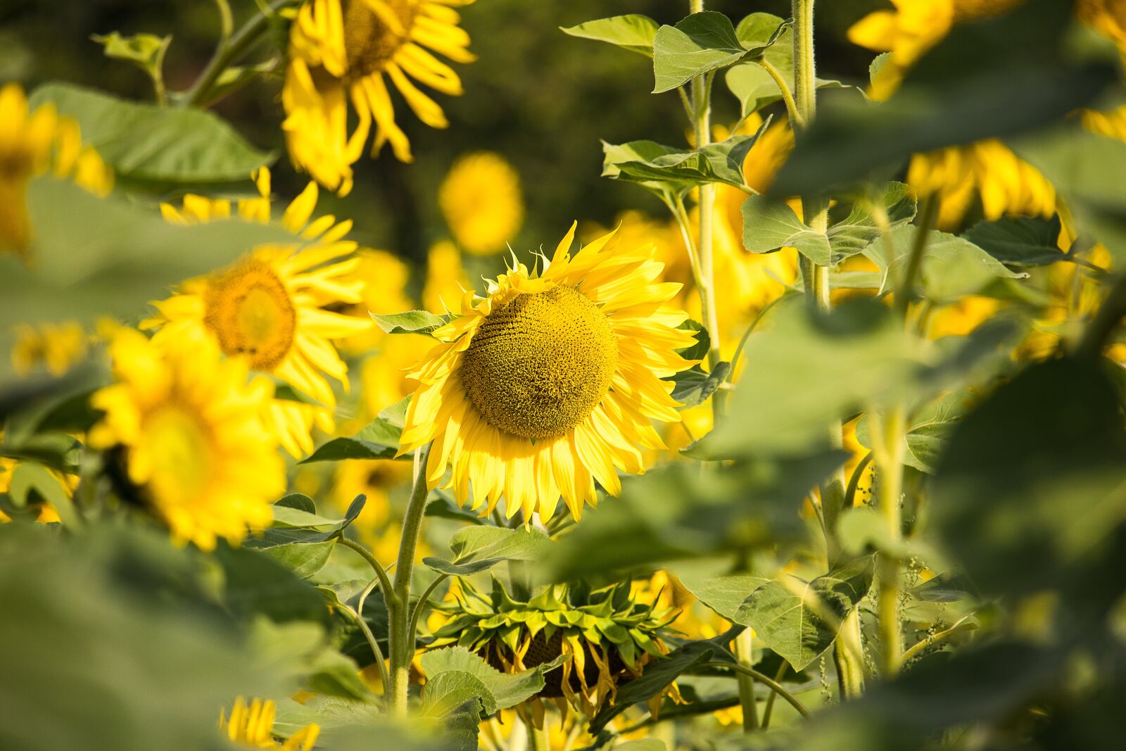 Canon EF-S 55-250mm F4-5.6 IS STM sample photo. Sunflower, plant, sunflower field photography