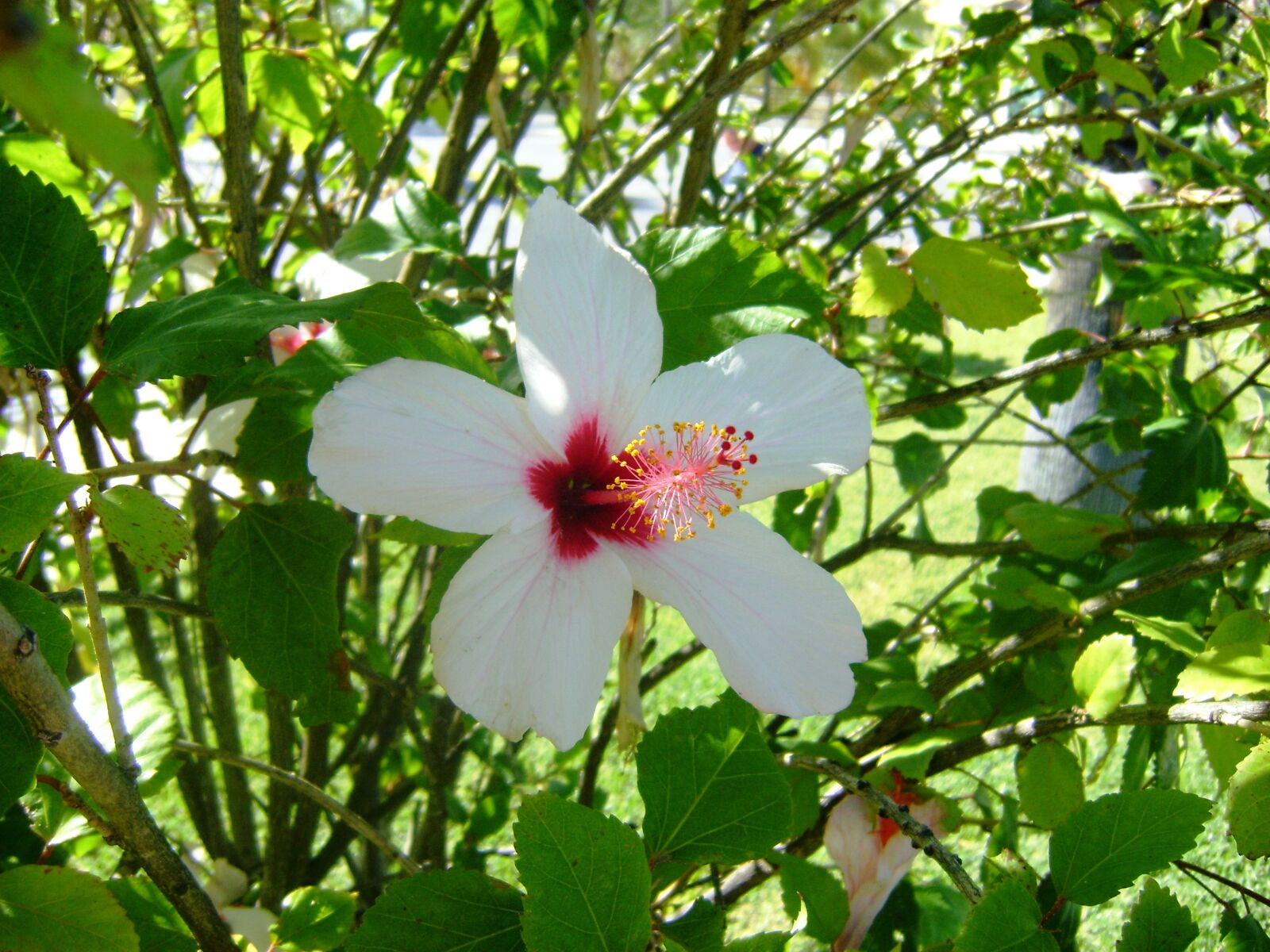 Sony DSC-S730 sample photo. White, hibiscus, 2 photography