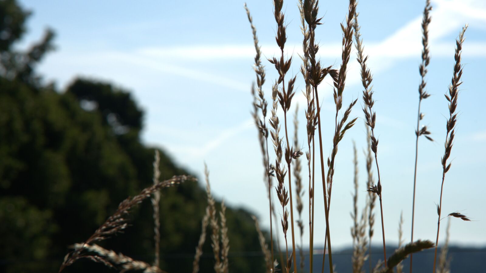 Sony a7 II + Sony FE 85mm F1.8 sample photo. Grass, summer, meadow photography