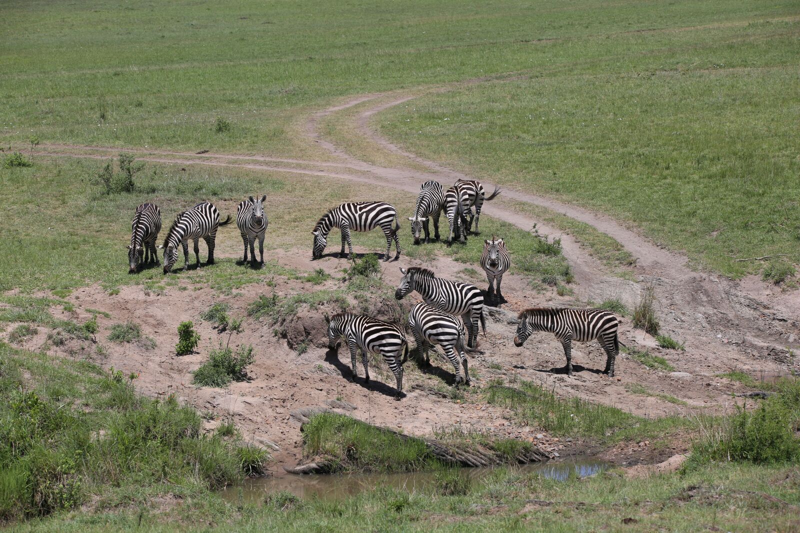 150-600mm F5-6.3 DG OS HSM | Contemporary 015 sample photo. Zebras, wildlife, safari photography