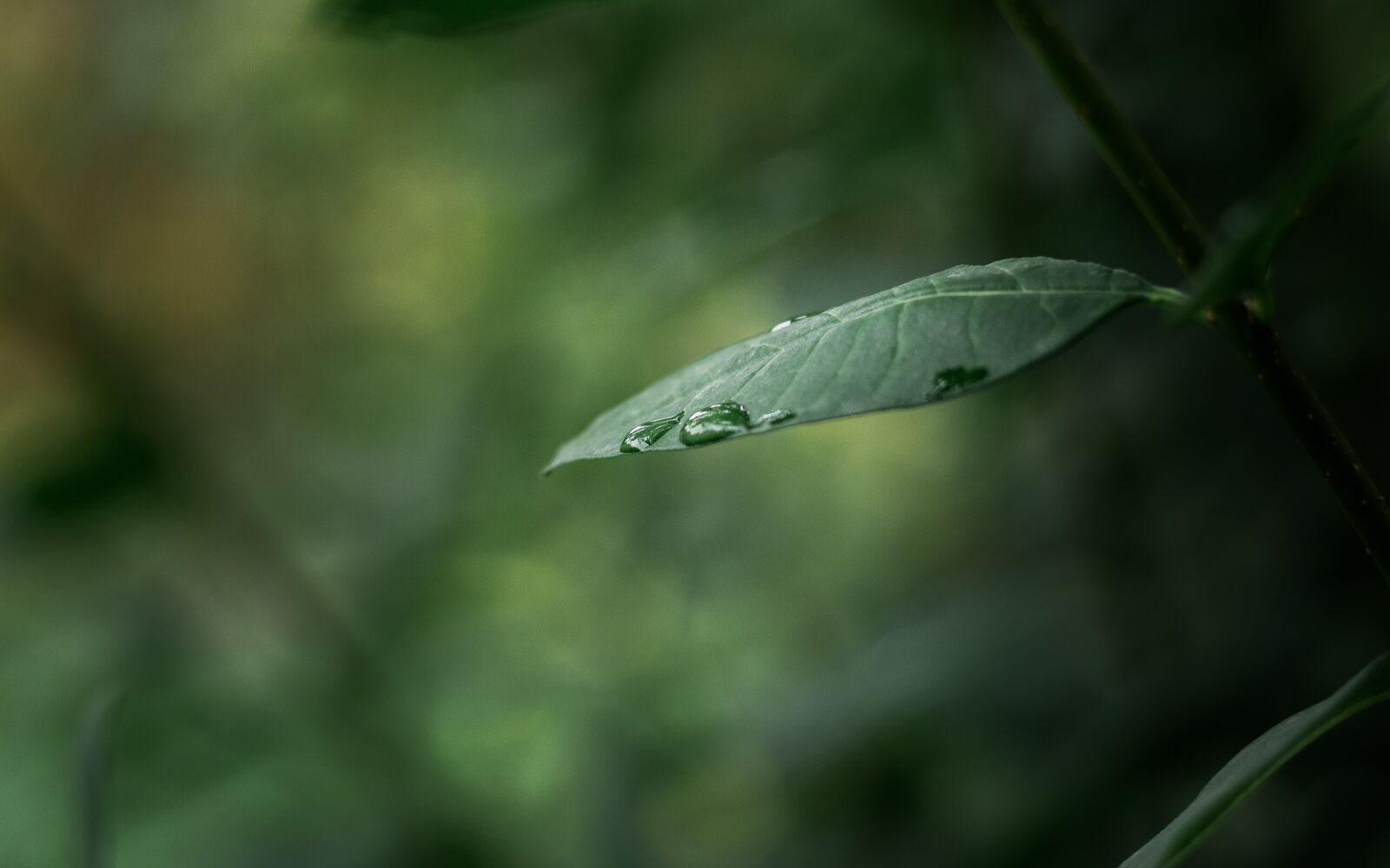 Canon EOS 650D (EOS Rebel T4i / EOS Kiss X6i) sample photo. Plant, leaf, dew photography