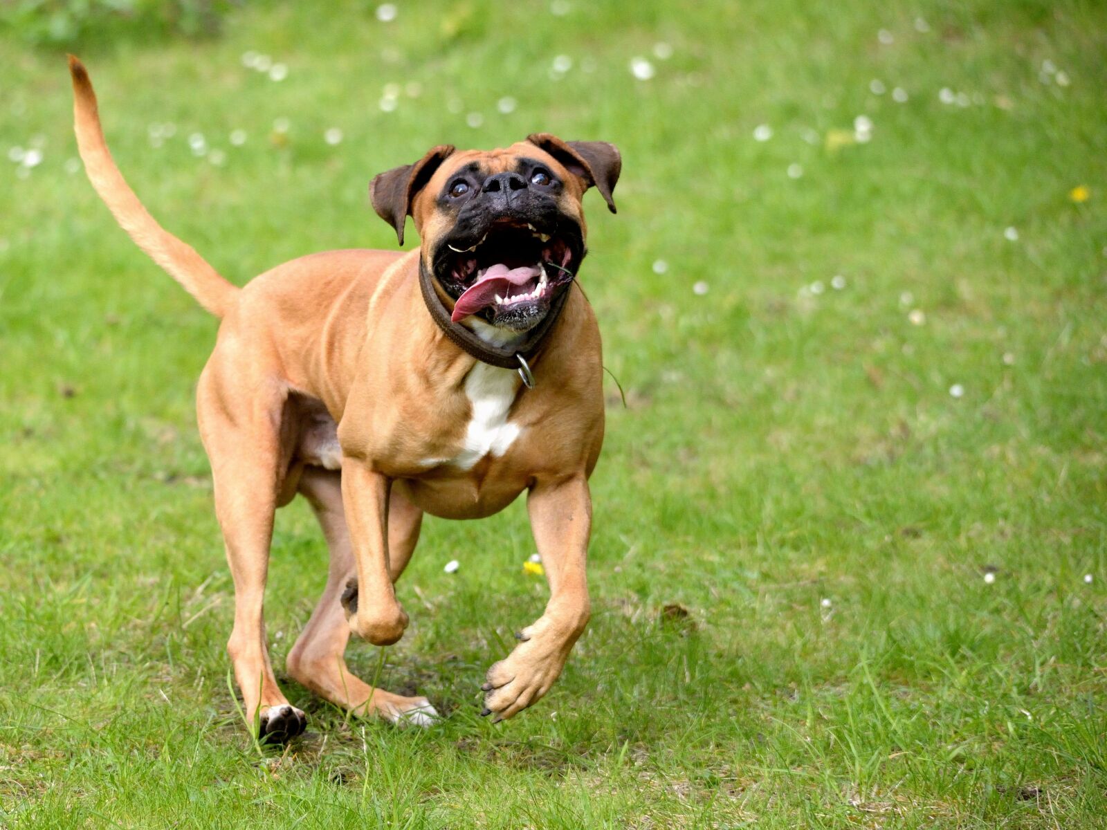 Nikon D610 sample photo. Dog, play, joy photography